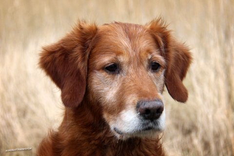 hvalpeliste golden retriever hvalpeliste golden retriever